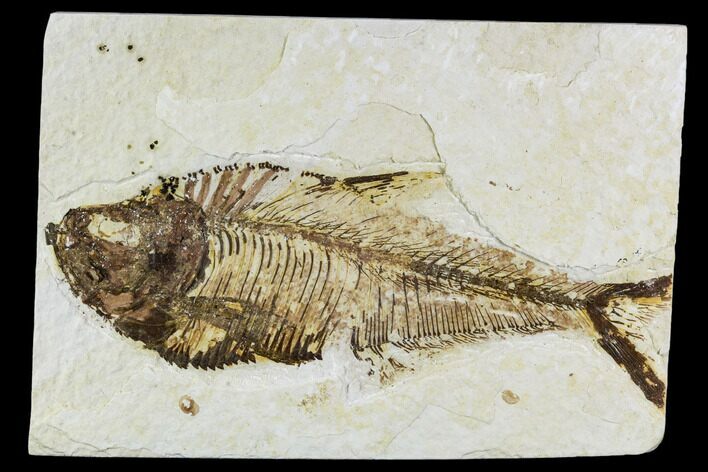 Fossil Fish Plate (Diplomystus) - Wyoming #111257